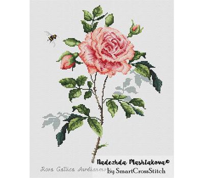 Rosa Gallica Aurelianensis cross stitch