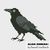 Crow cross stitch chart