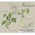{en:Floral cross stitch pattern Fuchsia;}
